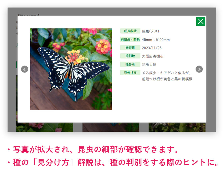 イモムシサガシステムでは専門家による種の見分け方の解説が読めます