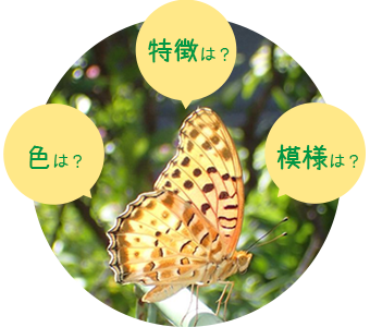 昆虫の見分け方に詳しくなる