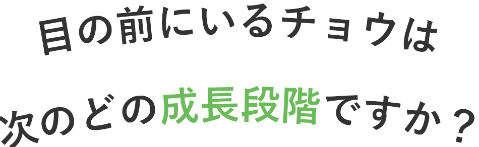 調べたい蝶の成長段階は？